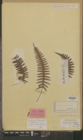 Syntype of Polypodium niponicum Mett. [family PTERIDOPHYTA]