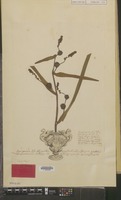 Syntype of Sparganium erectum L. [family TYPHACEAE]