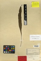 Isotype of Drynaria fortunei Moore [family PTERIDOPHYTA]