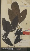 Syntype of Pavetta macroptera Miq. [family RUBIACEAE]