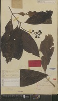 Holotype of Pavetta macroptera Miq. [family RUBIACEAE]