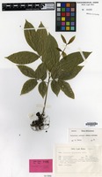 Isotype of Harpullia sphaeroloba Radlk. [family SAPINDACEAE]