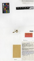 Holotype of Bulbophyllum leproglossum J.J.Verm. & A.L.Lamb [family ORCHIDACEAE]