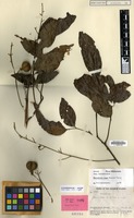 Isotype of Harpullia vaga Merr. & L.M.Perry [family SAPINDACEAE]