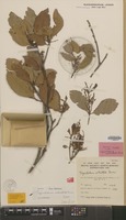 Isotype of Trigonobalanus verticillata Forman [family FAGACEAE]