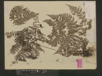 Syntype of Aspidium nodosum Blume [family DRYOPTERIDACEAE]