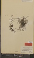 Isotype of Hedyotis oligantha Merr. [family RUBIACEAE]