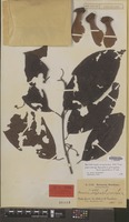 Isotype of Banisteria platyptera Griseb. f. grandifolia Nied. [family MALPIGHIACEAE]