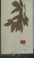 Original material of Castanea crenata Siebold & Zucc. [family FAGACEAE]