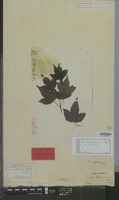 Lectotype of Acer buergerianum Miq. [family ACERACEAE]