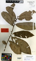 Type of Pouteria pullenii Vink [family SAPOTACEAE]
