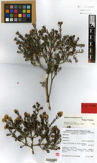 Isotype of Melaleuca leuropoma Craven [family MYRTACEAE]