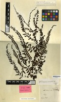 Type of Trichomanes auriculatum Blume [family PTERIDOPHYTA]