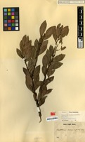 Isotype of Thibaudia varingiaefolia Blume [family ERICACEAE]