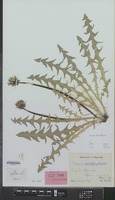 Holotype of Taraxacum exsertiforme Hagend., Soest & Zevenb. [family COMPOSITAE]