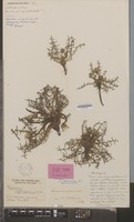 Holotype of Taraxacum dunense Soest [family COMPOSITAE]