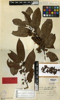 Type of Randia oxyodonta Drake [family RUBIACEAE]