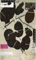 Lectotype of Anthocephalus morindifolius Korth. [family RUBIACEAE]
