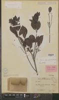 Isotype of Breonia parviflora Havil. [family RUBIACEAE]