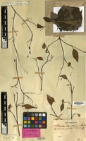 Isotype of Cleisocratera elegans Korth. [family RUBIACEAE]