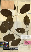 Isotype of Stephegyne speciosa Korth. [family RUBIACEAE]