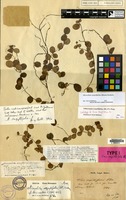 Lectotype of Ficus serpillifolia Blume [family MORACEAE]