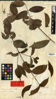 Holotype of Pavetta pauciflora Blume [family RUBIACEAE]