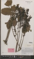 Type of Polyscias felicis Bernardi [family ARALIACEAE]