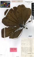 Isotype of Terminalia impediens Coode [family COMBRETACEAE]