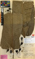 Holotype of Barringtonia hallieri R.Knuth [family LECYTHIDACEAE]