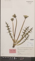 Isotype of Taraxacum exsertum Hagend., Soest & Zevenb. [family COMPOSITAE]