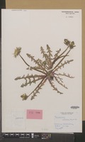 Isotype of Taraxacum nitidum Hagend., Soest & Zevenb. [family COMPOSITAE]