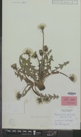 Syntype of Taraxacum prionum Hagend., Soest & Zevenb. [family COMPOSITAE]