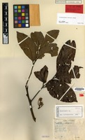 Holotype of Cnesmocarpon montana Adema [family SAPINDACEAE]