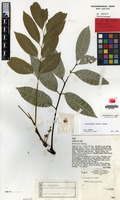 Holotype of Cupaniopsis grisea Adema [family SAPINDACEAE]