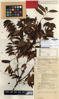 Holotype of Guioa multijuga Welzen [family SAPINDACEAE]
