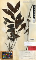 Isolectotype of Guioa patentinervis Radlk. [family SAPINDACEAE]