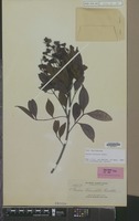Isotype of Guioa truncata Radlk. [family SAPINDACEAE]