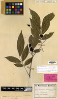 Isotype of Lepidopetalum subdichotomum Radlk. [family SAPINDACEAE]