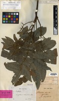 Syntype of Erioglossum edule (Blume) Blume var. album Blume [family SAPINDACEAE]