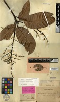 Lectotype of Mangifera foetida Lour. var. kawini Blume [family ANACARDIACEAE]