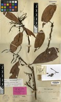 Lectotype of Mangifera spathulaefolia Blume [family ANACARDIACEAE]