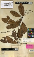 Isolectotype of Mangifera similis Blume [family ANACARDIACEAE]