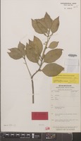 Holotype of Clymenia platypoda B.C.Stone [family RUTACEAE]