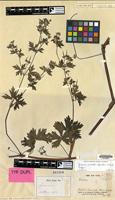 Type of Geranium subulatostipulatum R.Knuth [family GERANIACEAE]