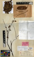 Isotype of Caesalpinia beneutensis Elmer [family LEGUMINOSAE-CAES.]