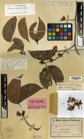 Type of Cynometra schumanniana Harms [family LEGUMINOSAE-CAES.]