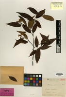 Isotype of Photinia glabra (Thunb.) Franch. & Sav. var. fokienensis Finet & Franch. [family ROSACEAE]