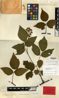 Lectotype of Rubus infestus Hartm. microg holochlous Sudre [family ROSACEAE]