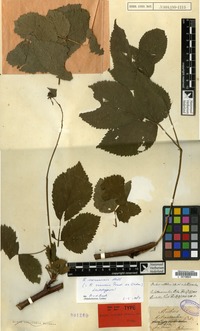 Lectotype of Rubus viridis Presley ex Ortmann [family ROSACEAE]